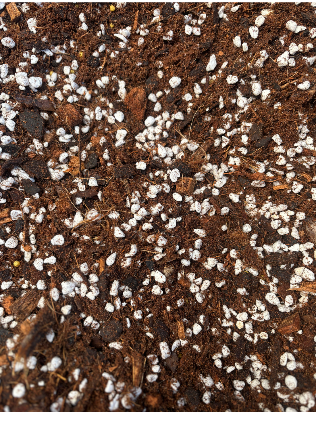 🌿 Soil Hydrophobia: Why Some Pots Stay Dry—and How We Fix It