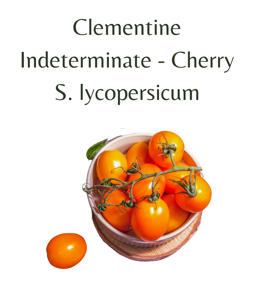 plant clementine seeds Clementine Tomato Plant in 4" pot – Rasmussen Gardens
