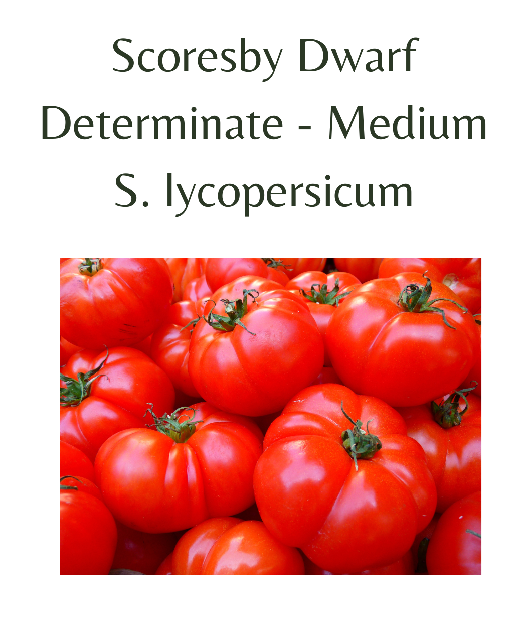 Scoresby Dwarf Tomato (10 seeds)