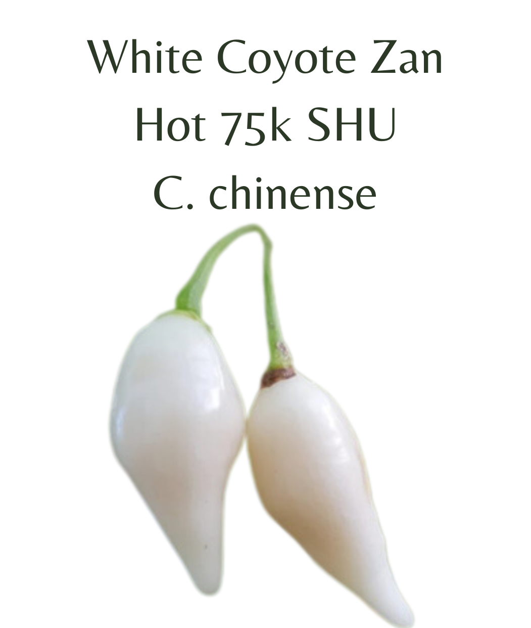White Coyote Zan Chilli Seeds (10 seeds)