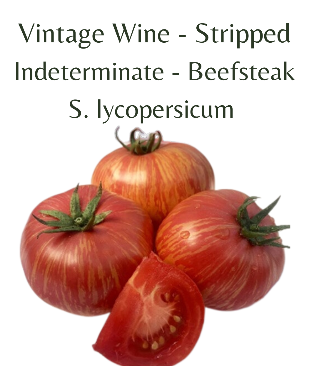 Vintage Wine - Stripped Tomato (10 seeds)