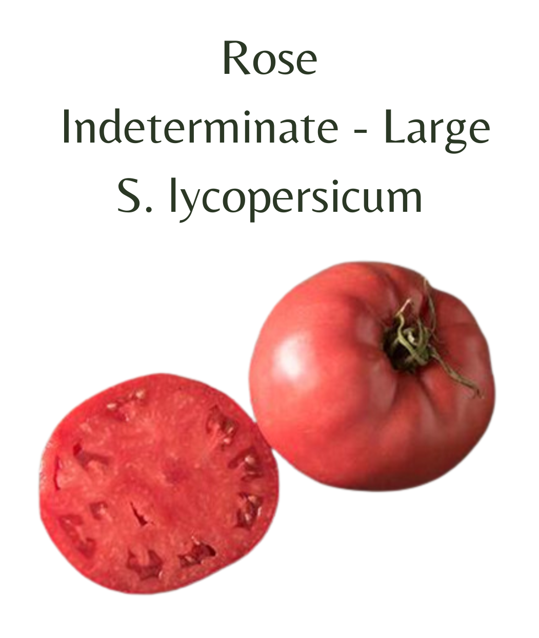 red rose tomato seeds Rose Tomato (10 seeds) – Rasmussen Gardens