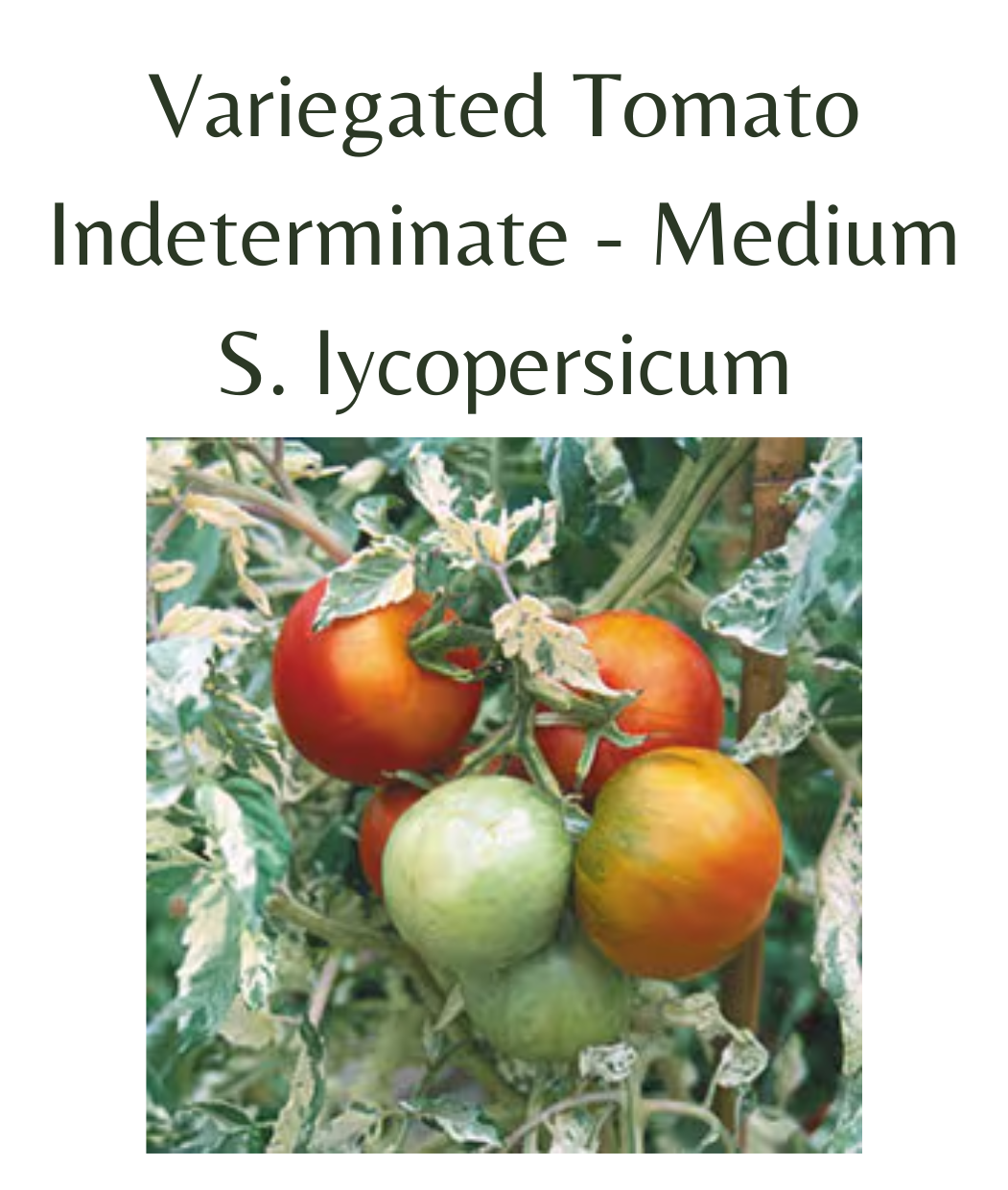 Variegated Tomato (10 seeds)