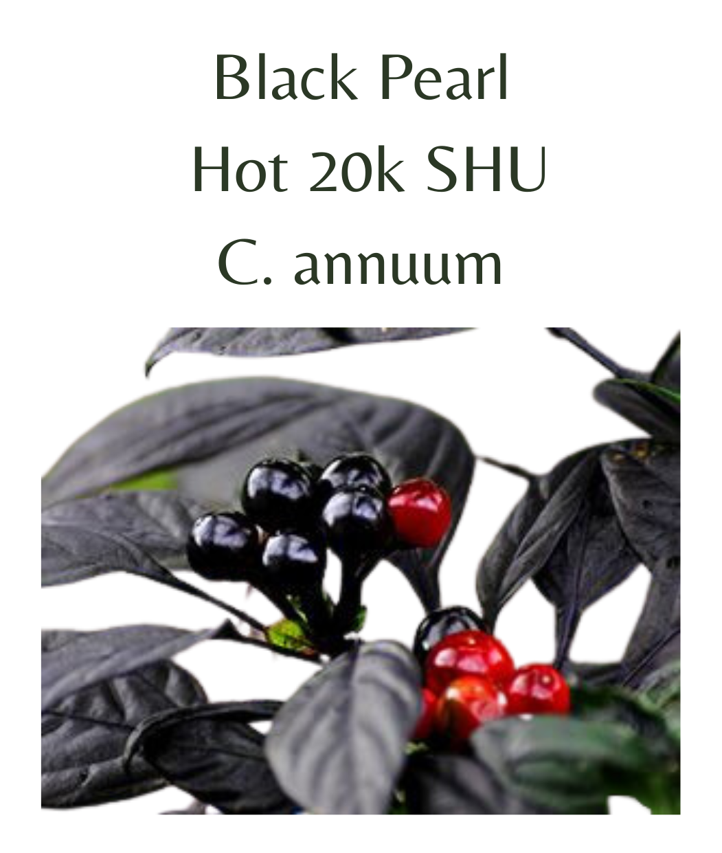 Black Pearl Chilli Seeds (10 seeds)