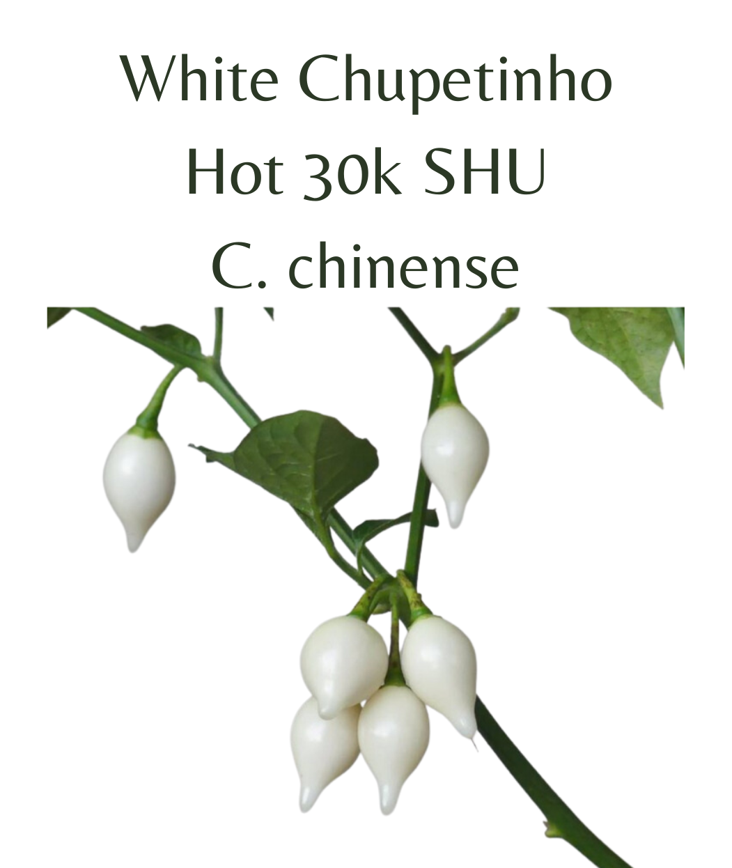 White Chupetinho Chilli Seeds (10 seeds)