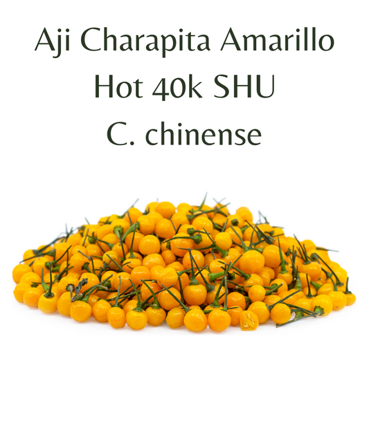 Aji Charapita Amarillo Chilli Seeds (10 seeds)