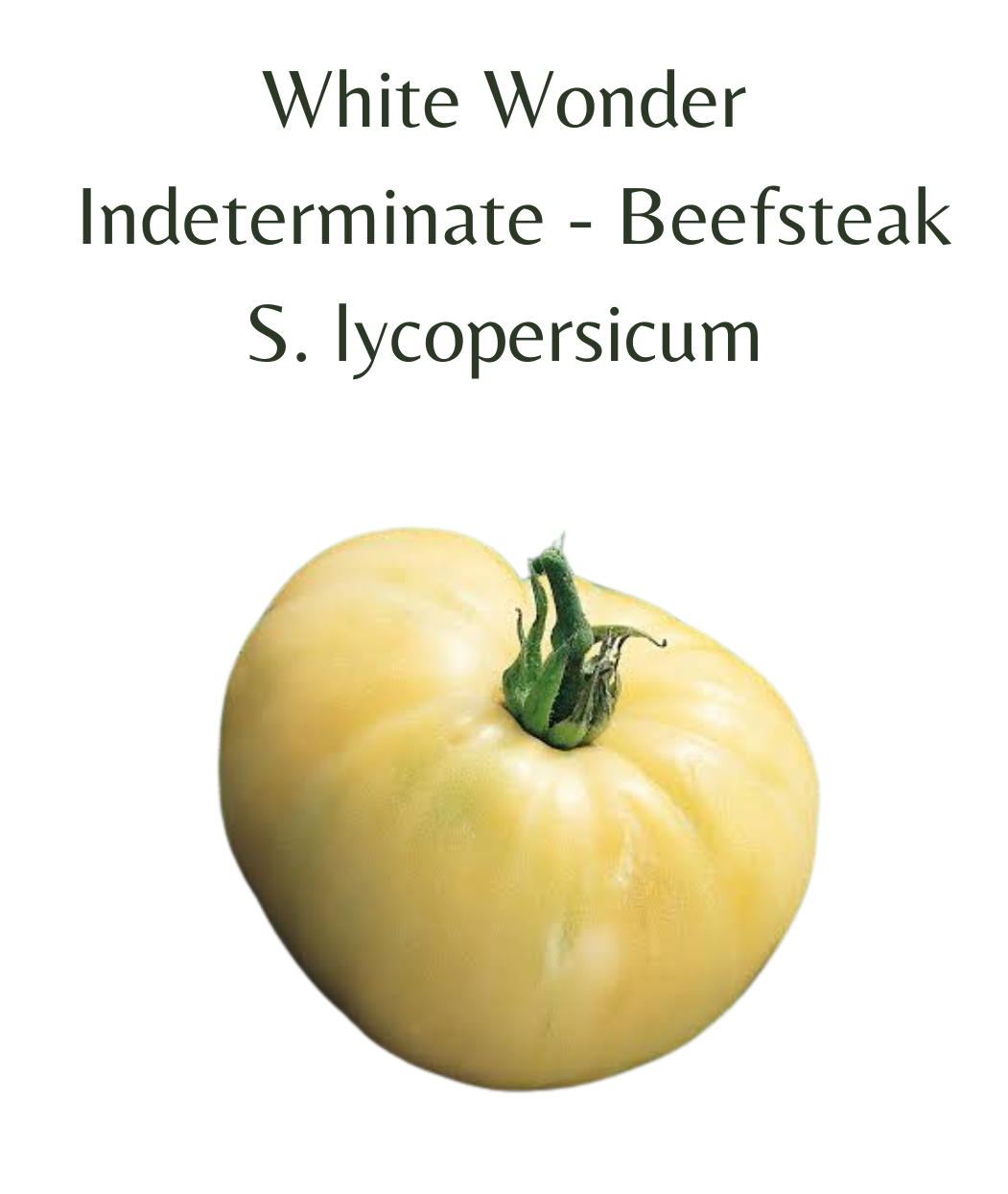 White Wonder Tomato (10 seeds)