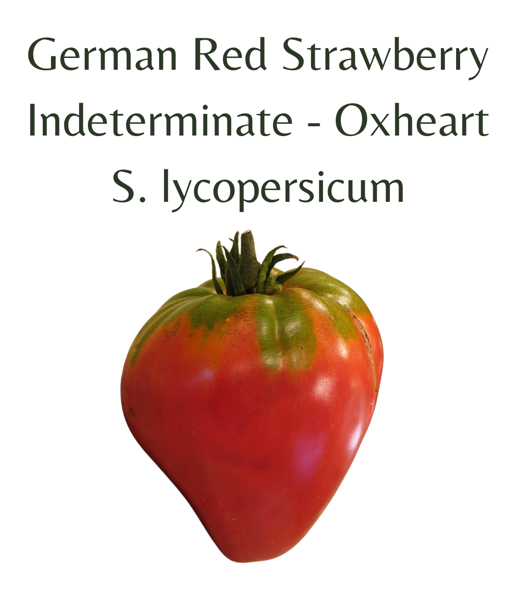 strawberry tomato seeds German Red Strawberry Tomato (10 seeds) – Rasmussen Gardens