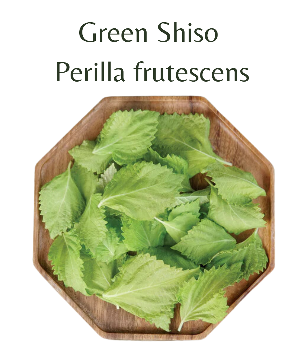 Green Shiso Green (perilla) (150 seeds)