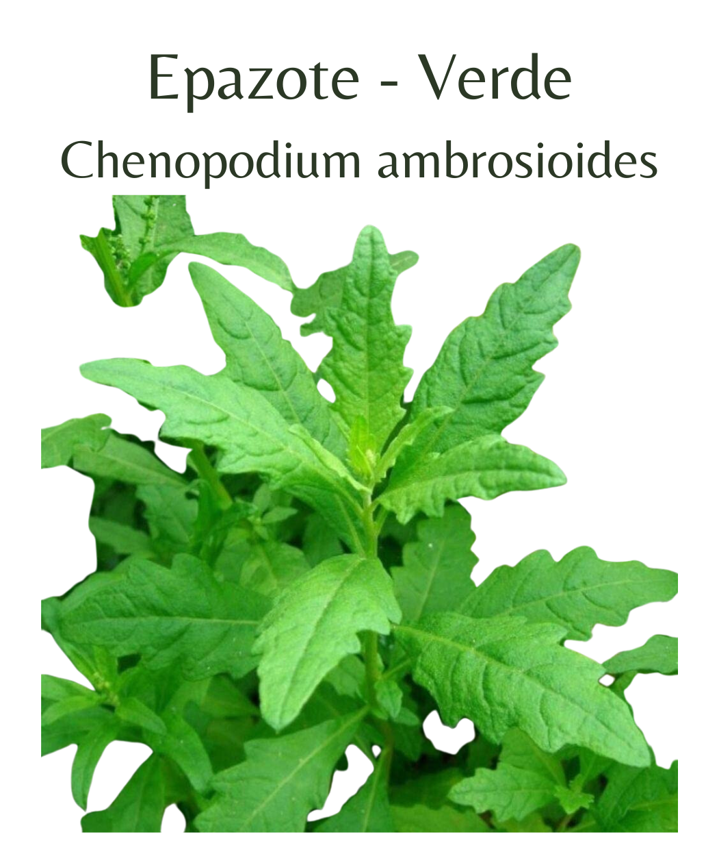 epazote seeds for planting Epazote