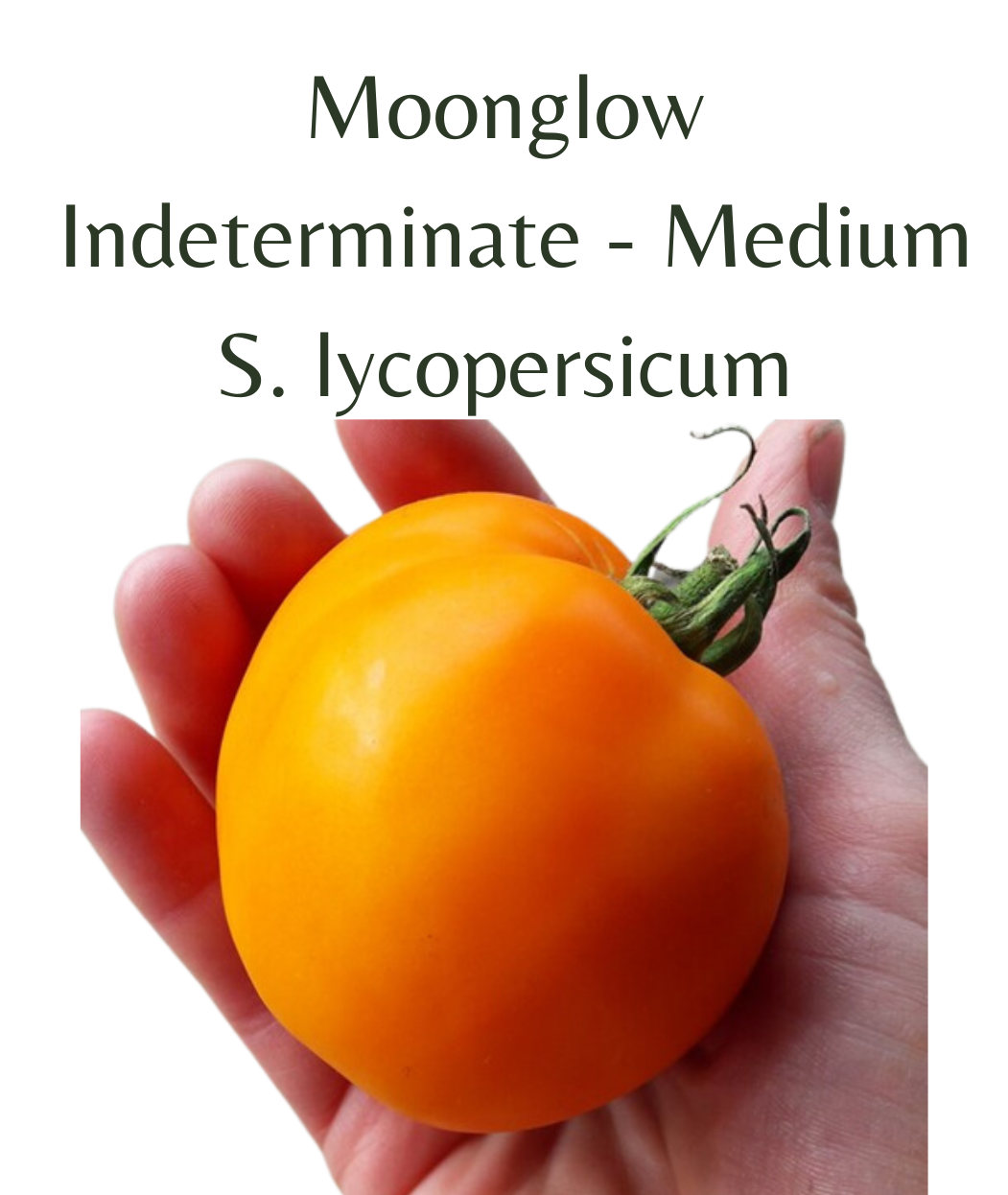 Moonglow Tomato (10 seeds)