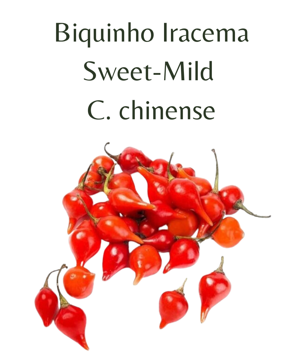 Biquinho Iracema Chilli Seeds (10 seeds) - Rasmussen Gardens