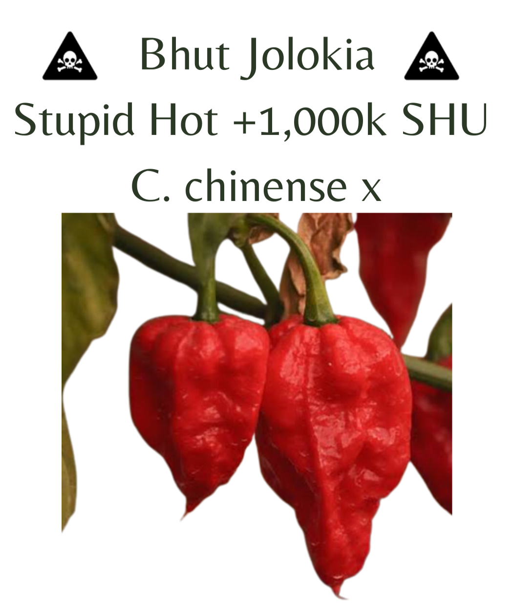 Bhut Jolokia (Ghost) Chilli Seeds (10 seeds) - Rasmussen Gardens