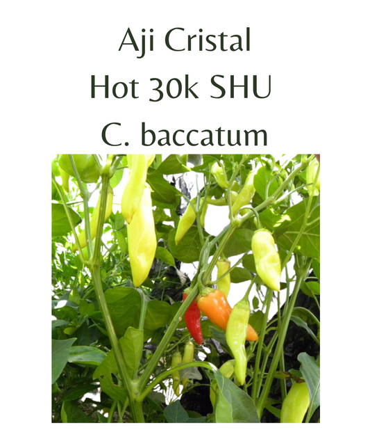 Aji Cristal Chilli Seeds (10 seeds) - Rasmussen Gardens
