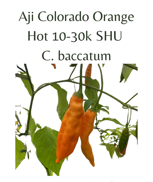 Aji Colorado Orange Chilli Seeds (10 seeds) - Rasmussen Gardens