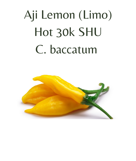 Aji Lemon Chilli Seeds (10 seeds) - Rasmussen Gardens