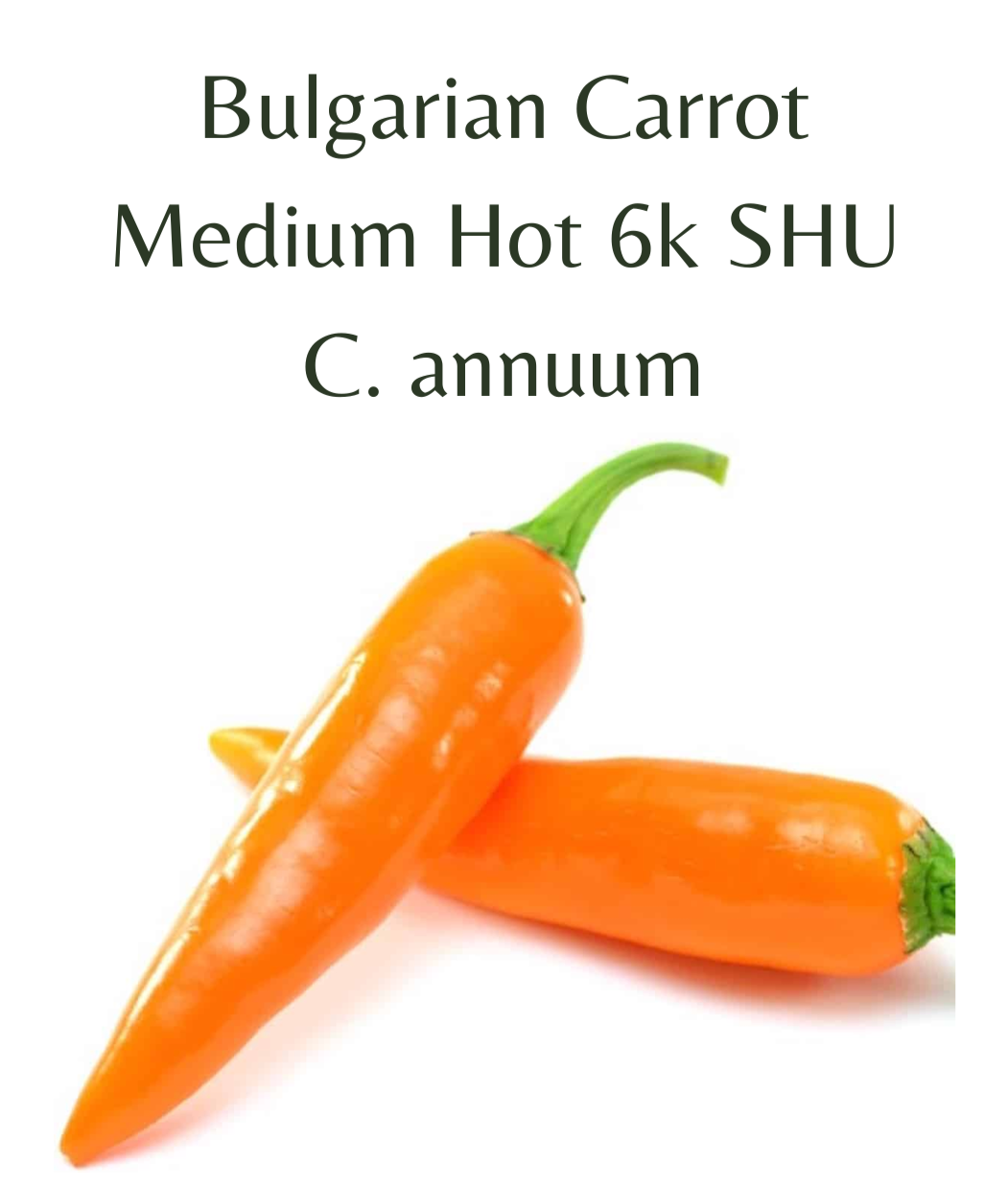 Bulgarian Carrot Chilli Seeds (10 seeds) - Rasmussen Gardens