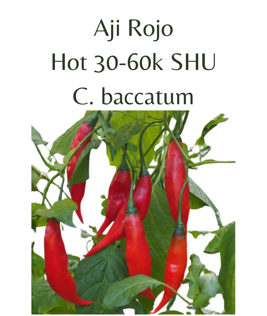 Aji Rojo Chilli Seeds (10 seeds) - Rasmussen Gardens