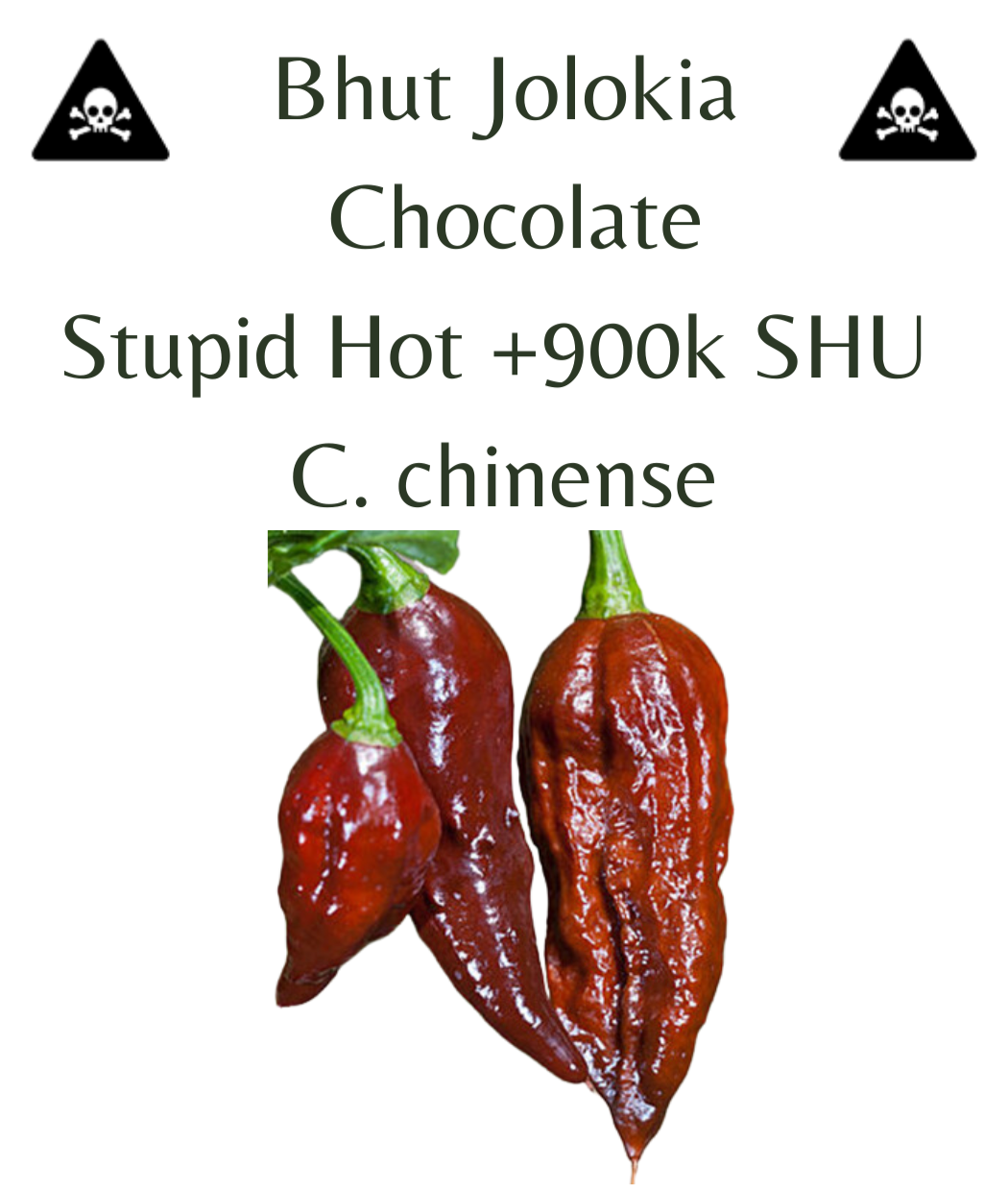 Bhut Jolokia (Ghost) Chocolate Chilli Seeds (10 seeds) - Rasmussen Gardens