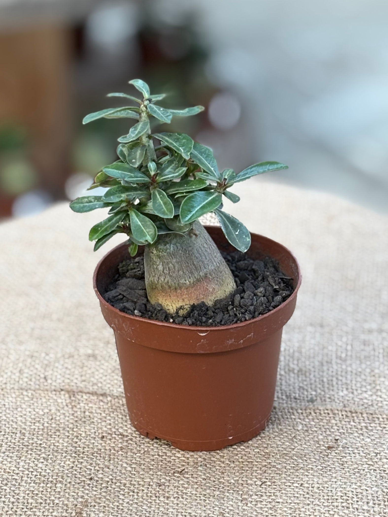Adenium obesum 'Desert Rose' plant in 10 cm pot – Rasmussen Gardens