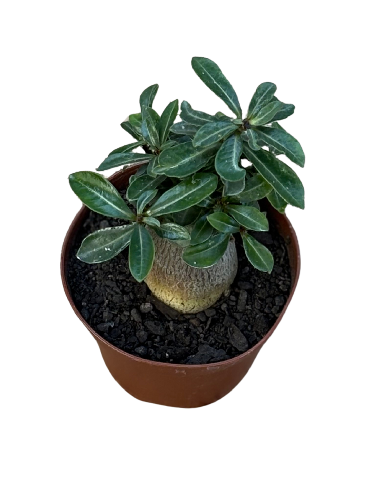 Adenium_obesum_Desert_Rose_plant_in_10_cm_pot