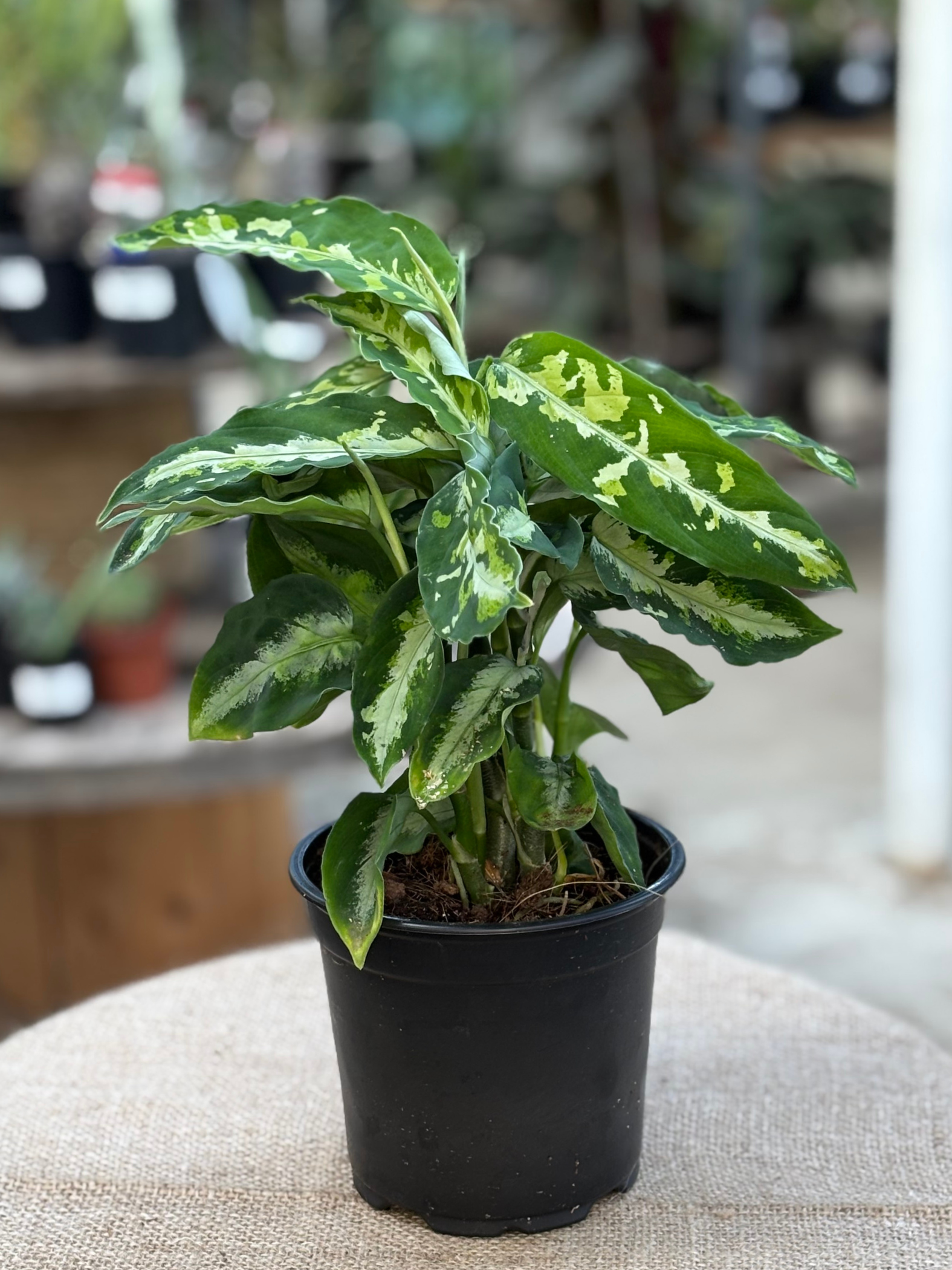 Aglaonema pictum 'Tricolor' plant in 12 cm pot – Rasmussen Aglaonema pictum 'Tricolor' plant in 12 cm pot – Rasmussen