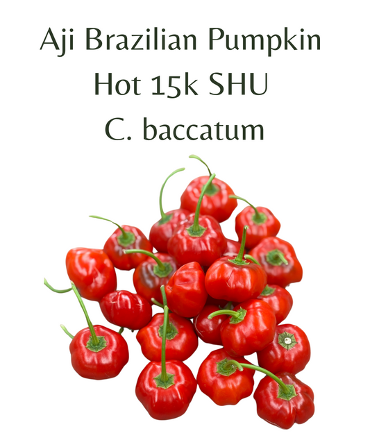 Aji Brazilian Pumpkin Chilli Seeds (10 seeds) - Rasmussen Gardens
