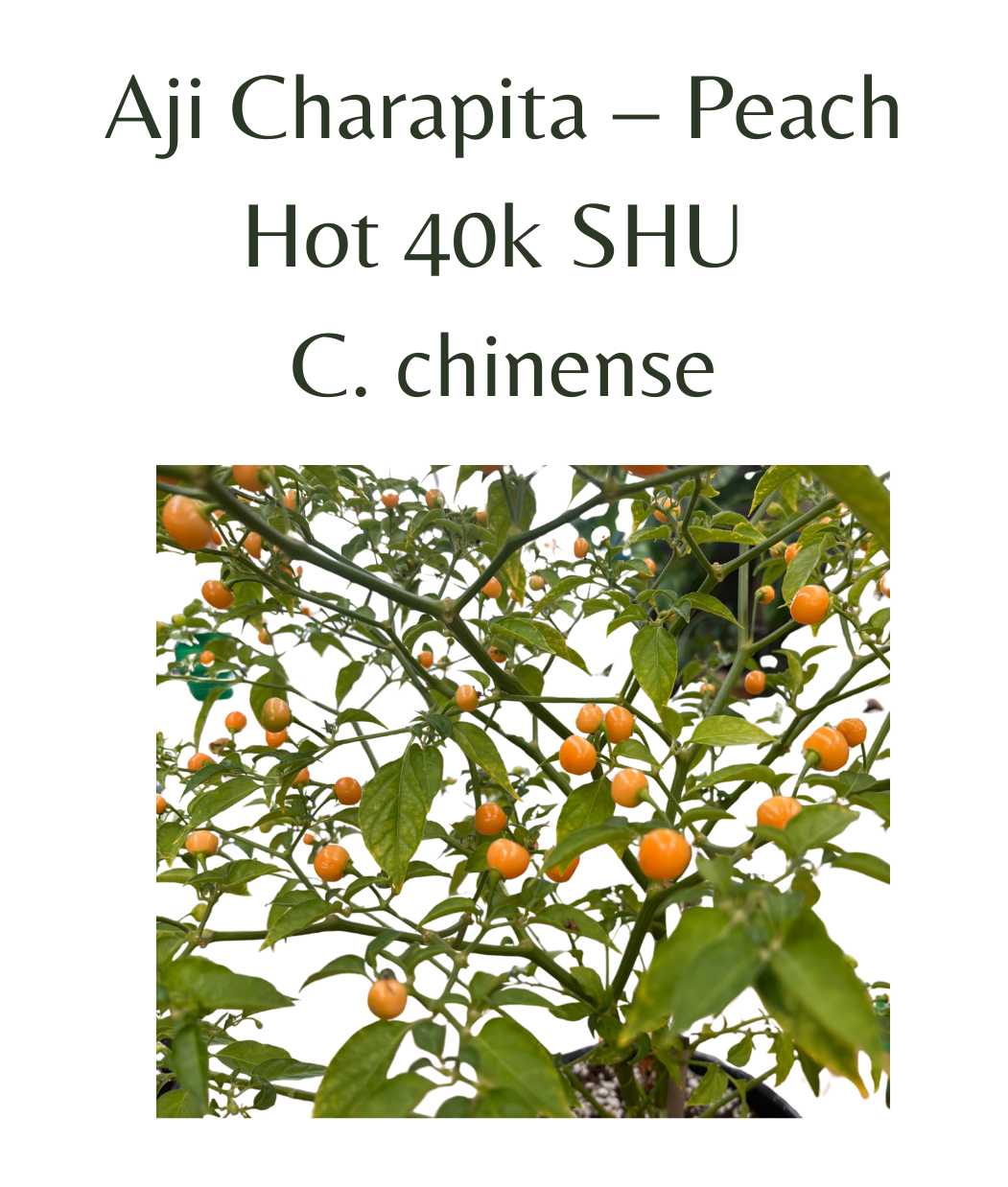 Aji Charapita – Peach Chilli Seeds (10 seeds) - Rasmussen Gardens