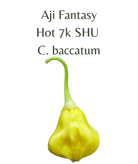 Aji Fantasy Chilli Seeds (10 seeds) - Rasmussen Gardens
