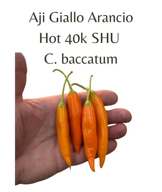 Aji Giallo Arancio Chilli Seeds (10 seeds) - Rasmussen Gardens