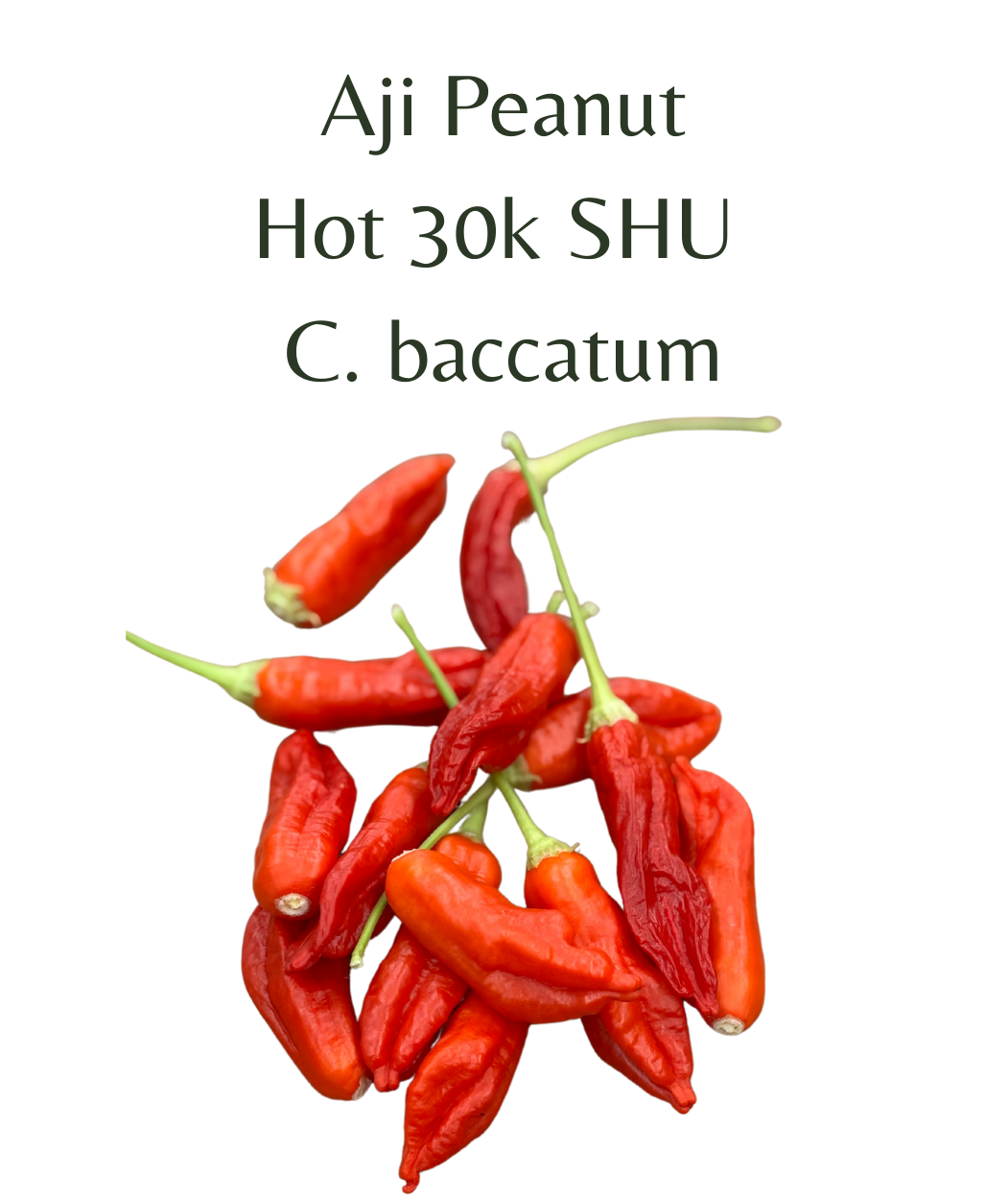Aji Peanut Chilli Seeds (10 seeds) - Rasmussen Gardens