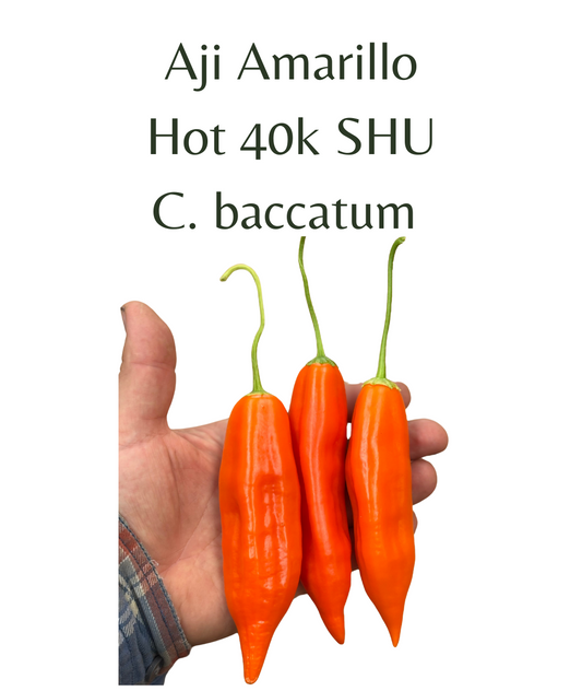 Aji Amarillo Chilli Seeds (10 seeds) - Rasmussen Gardens