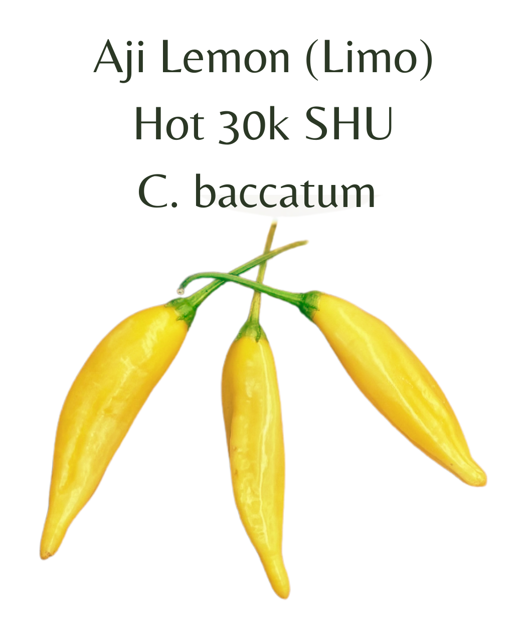 Aji Lemon Chilli Seeds (10 seeds) – Rasmussen Gardens