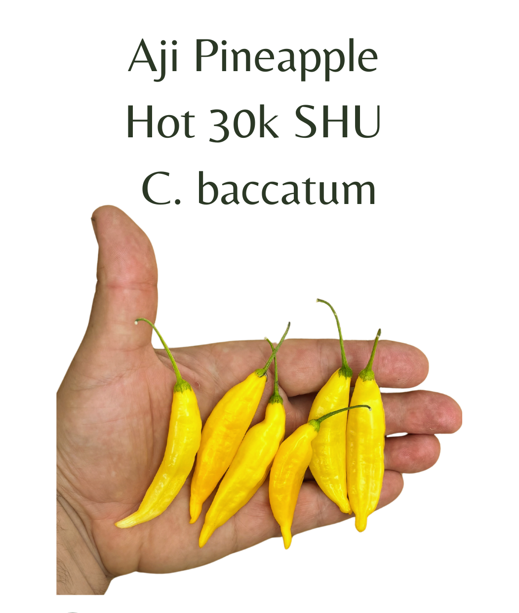 Aji Pineapple Chilli Seeds (10 seeds) – Rasmussen Gardens
