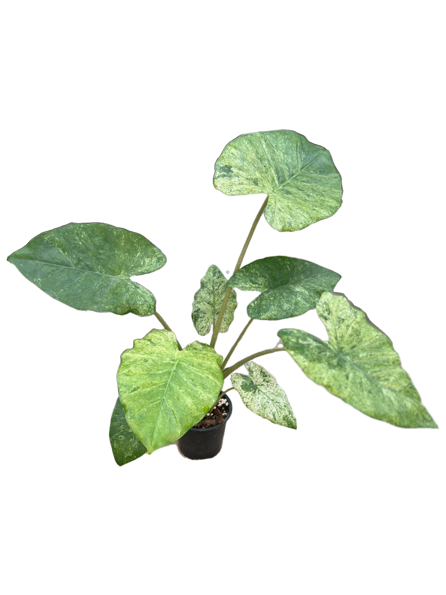 Alocasia odora ‘Variegated Batik’ in 12 cm pot