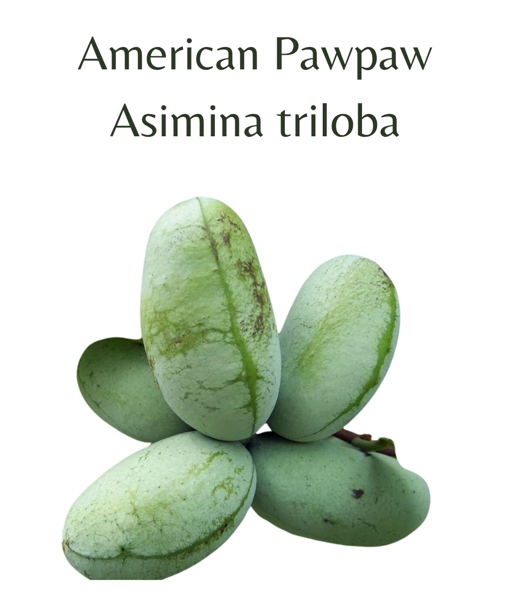 American_Pawpaw_-_Asimina_triloba_5_seeds