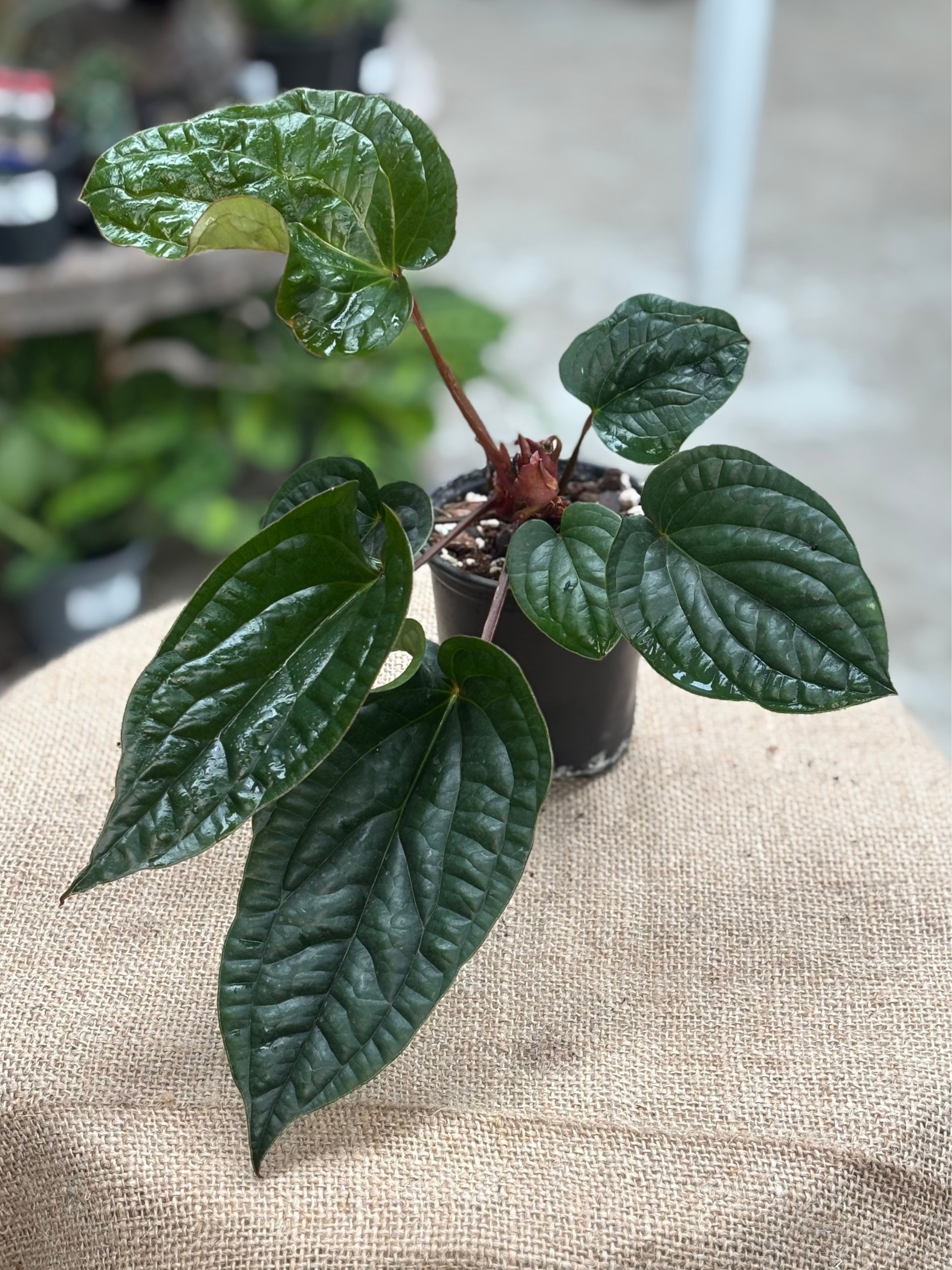 anthurium plant nz Anthurium radicans in 9 cm pot – Rasmussen Gardens