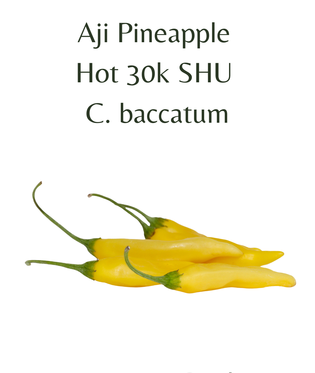 Aji Pineapple Chilli Seeds (10 seeds) - Rasmussen Gardens
