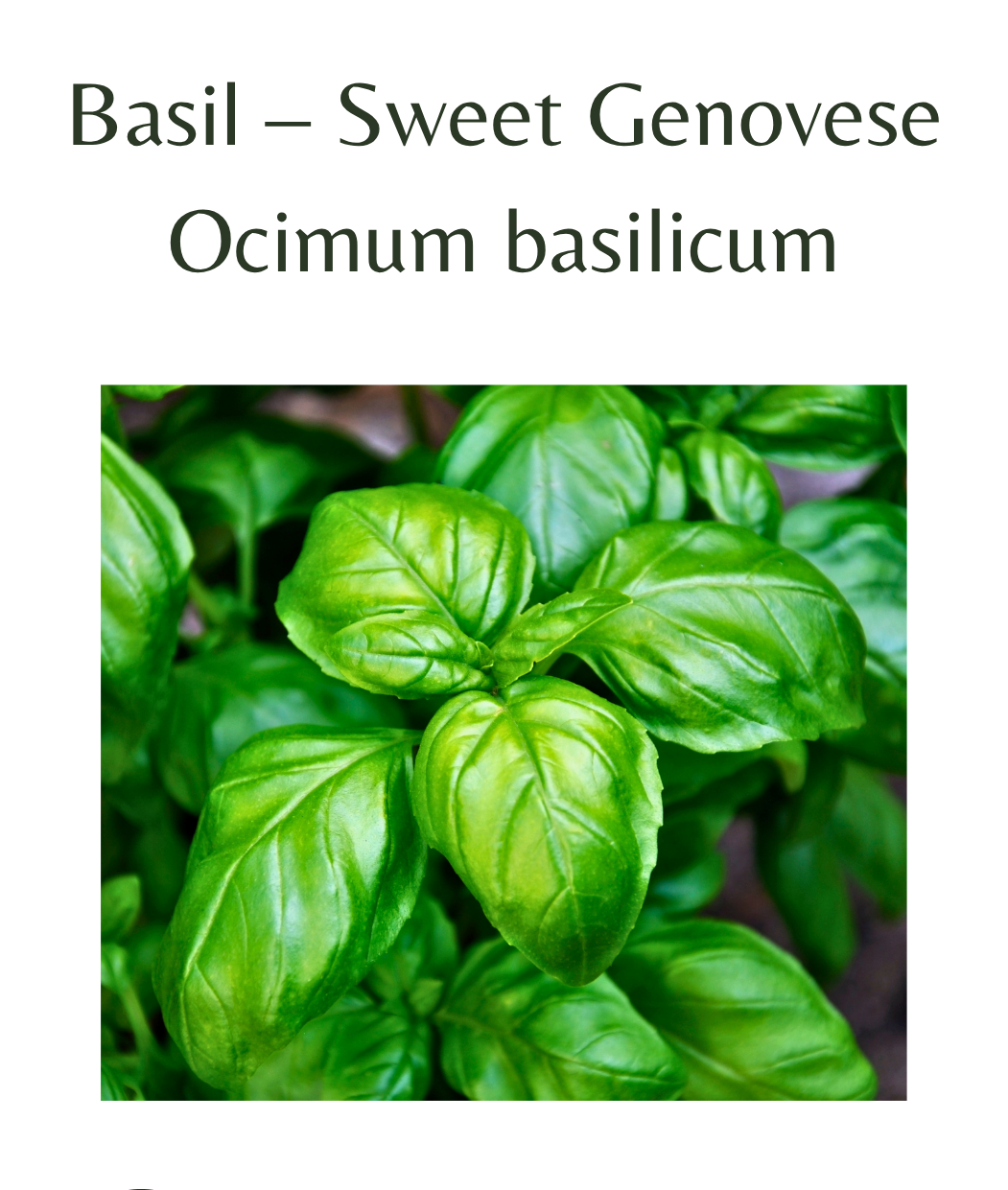 Basil__Sweet_Genovese_500_seeds