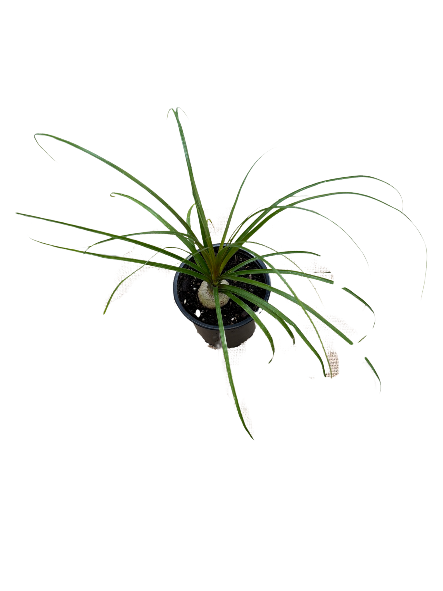 Beaucarnea_recurvata_Ponytail_Palm_plant_in_12_cm_pot