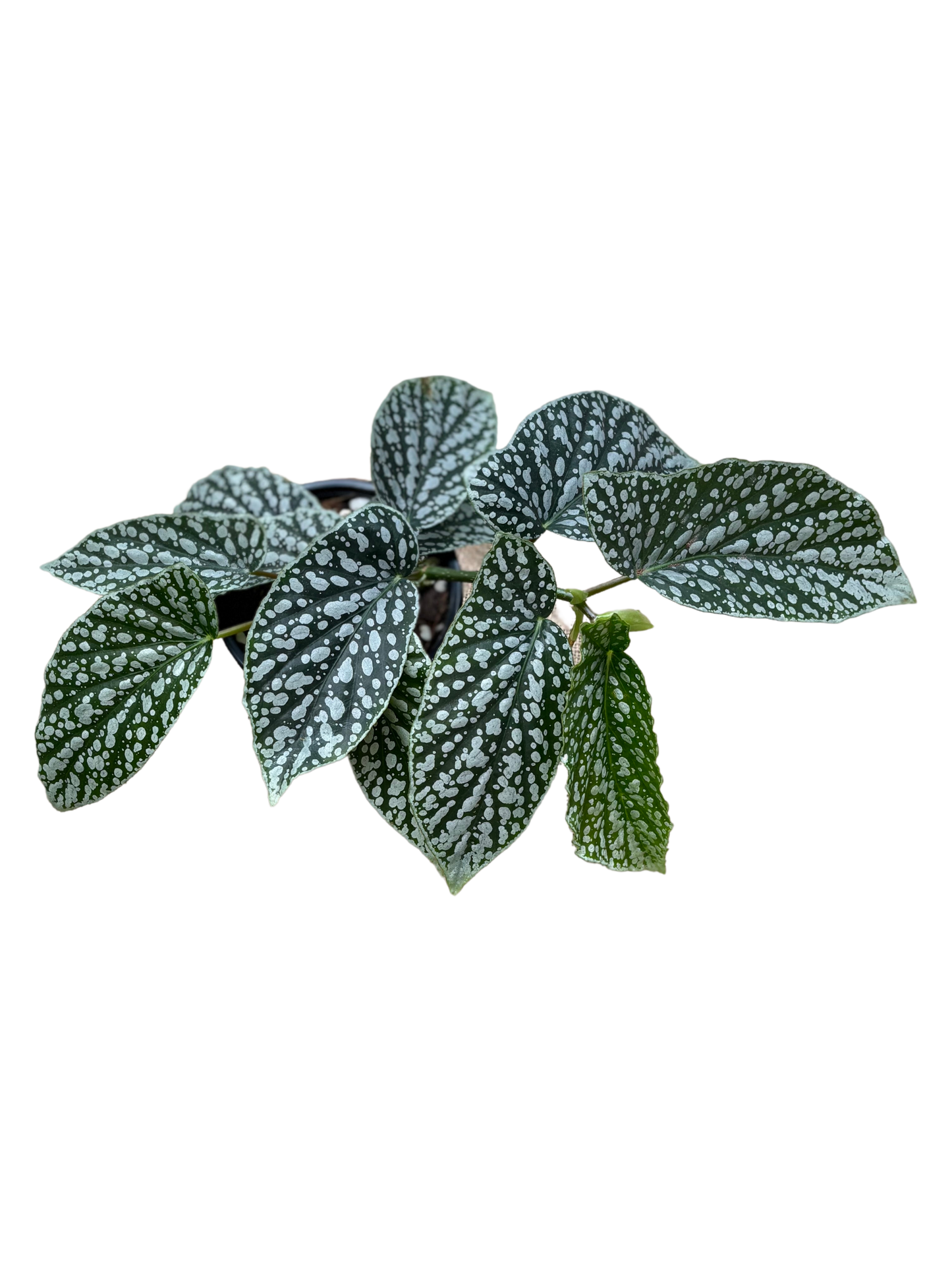 Begonia_Juanita_Jewel_in_13_cm_pot