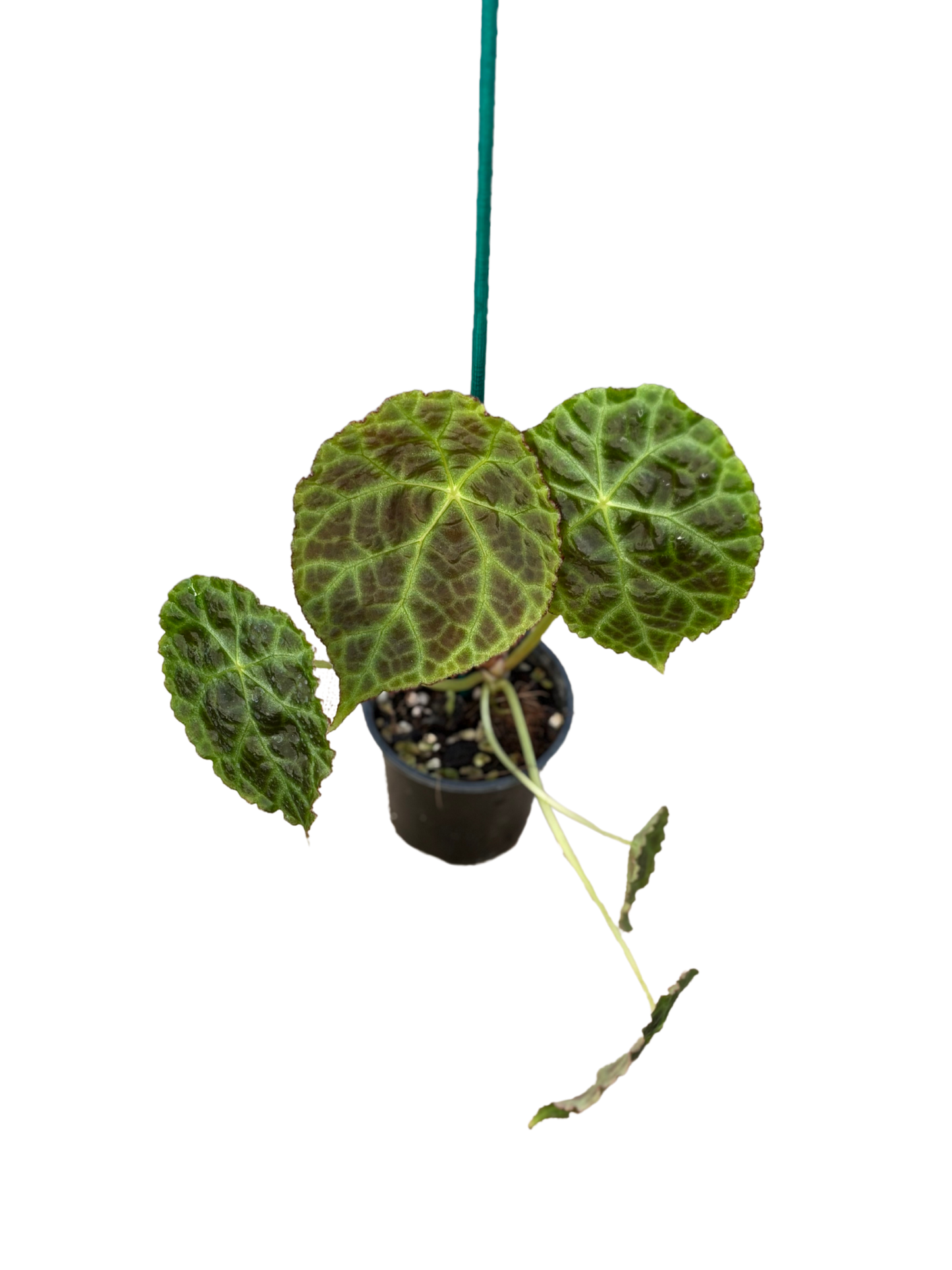 Begonia goegoensis in 10 cm pot