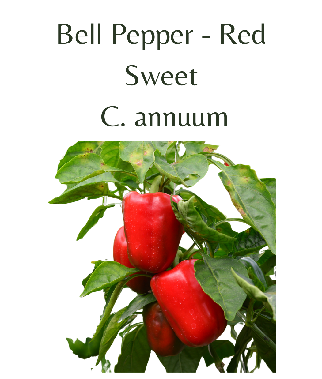 Bell_Pepper_-_Red_Chilli_Plant_in_4_pot