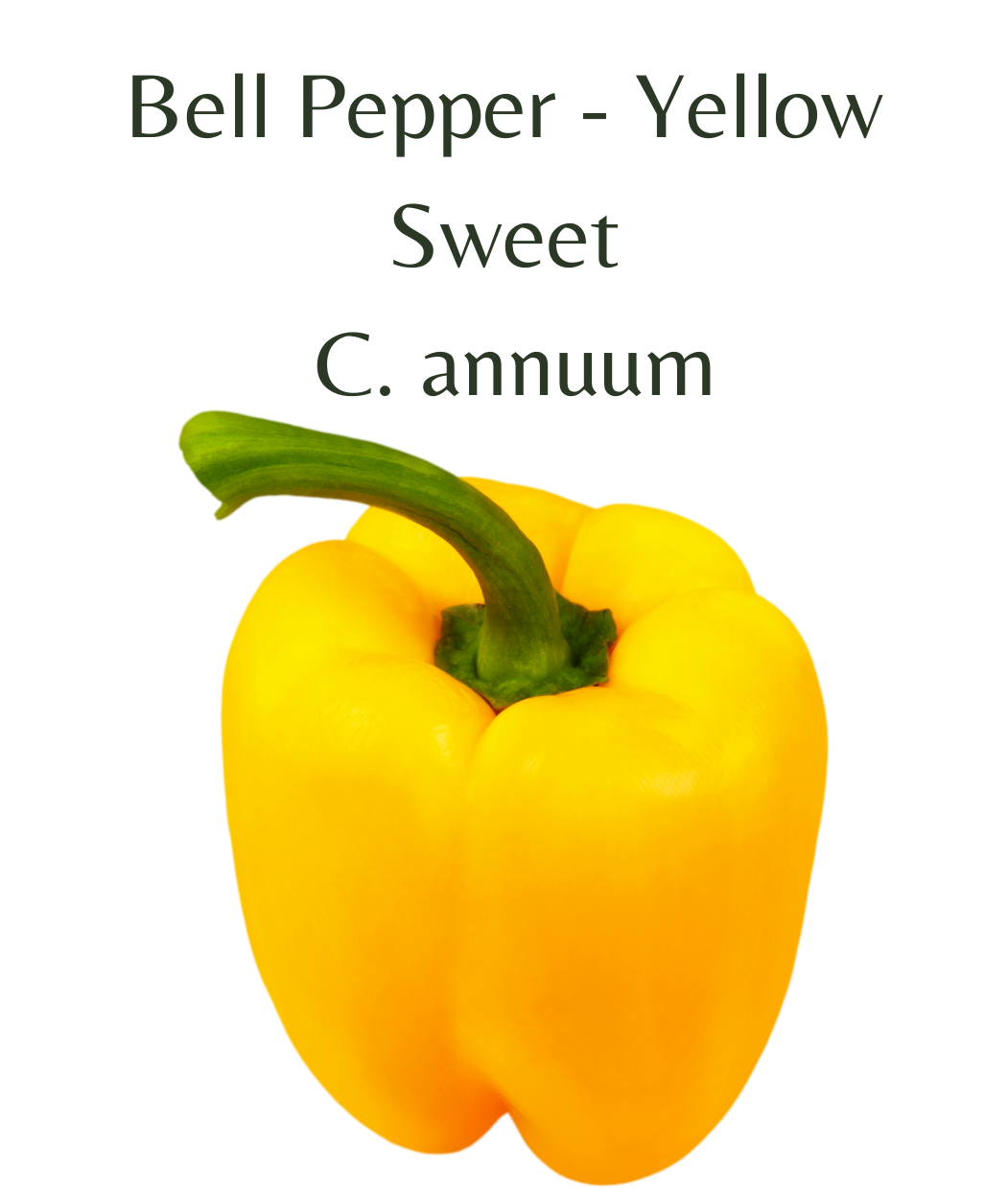 Bell_Pepper_-_Yellow_Chilli_Seeds_10_seeds