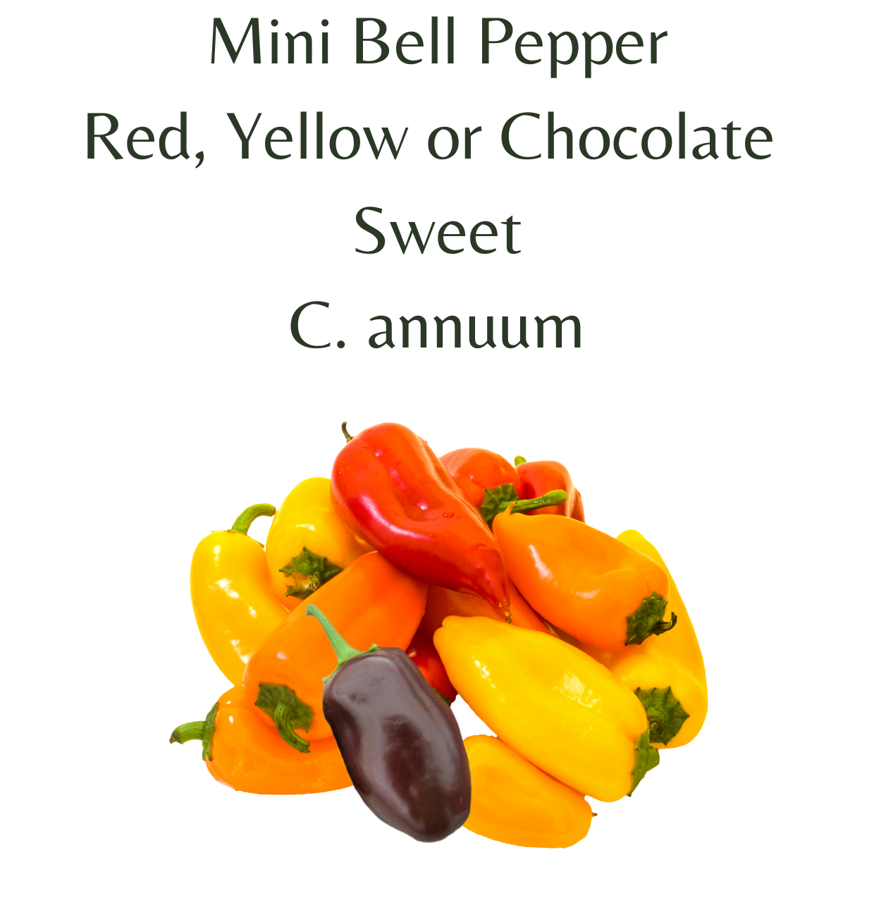 アンスリウム red chocolate × yellow bell Bell Pepper Mini - Red, Yellow or Chocolate Chilli Plant in 4