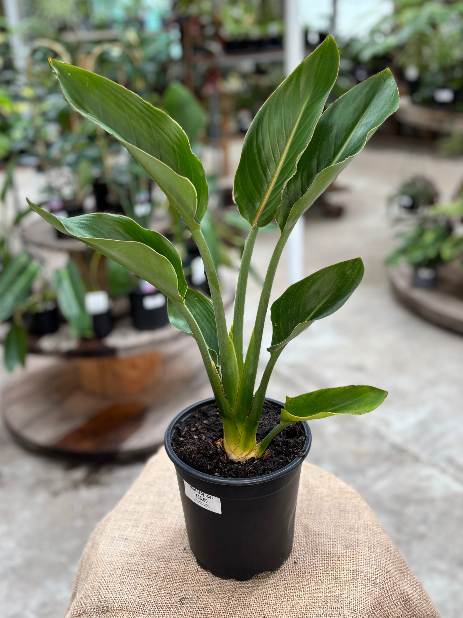 bird of paradise indoor plant nz Bird of Paradise 'Strelitzia reginae' in 16 cm Pot – Rasmussen Gardens