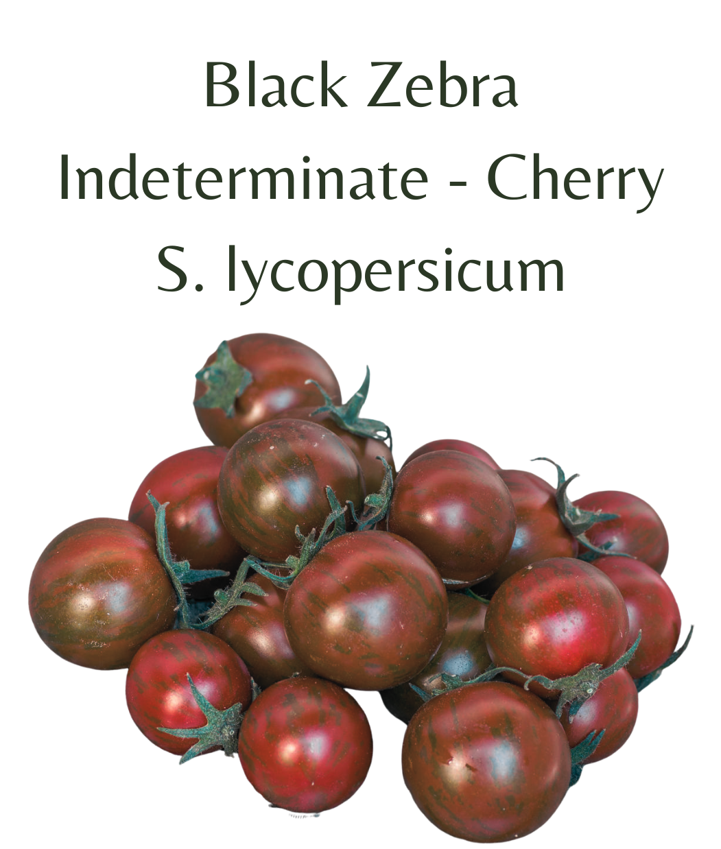 Black_Zebra_Tomato_Plant_in_4_pot