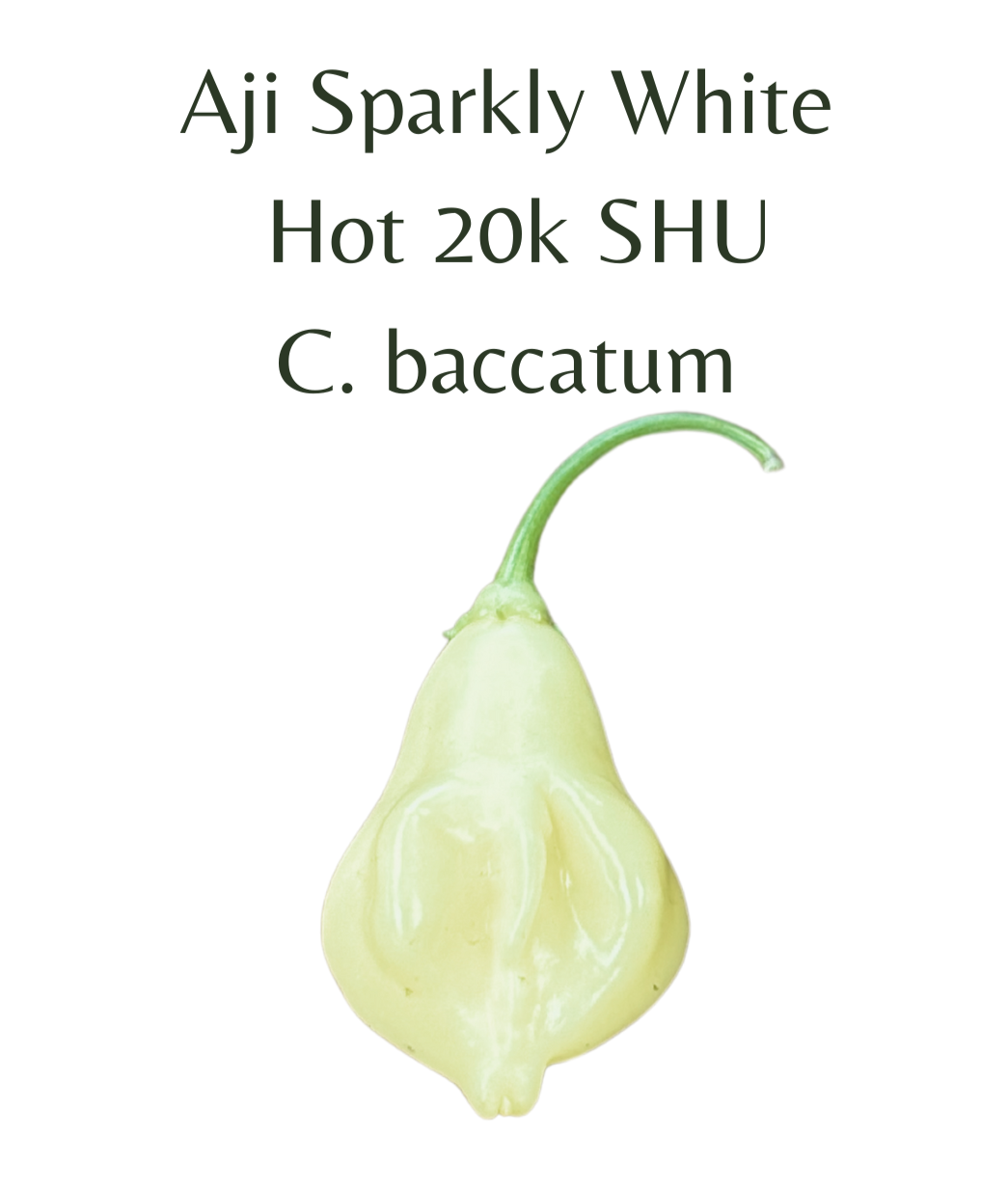 Aji Sparkly White Chilli Seeds (10 seeds) - Rasmussen Gardens