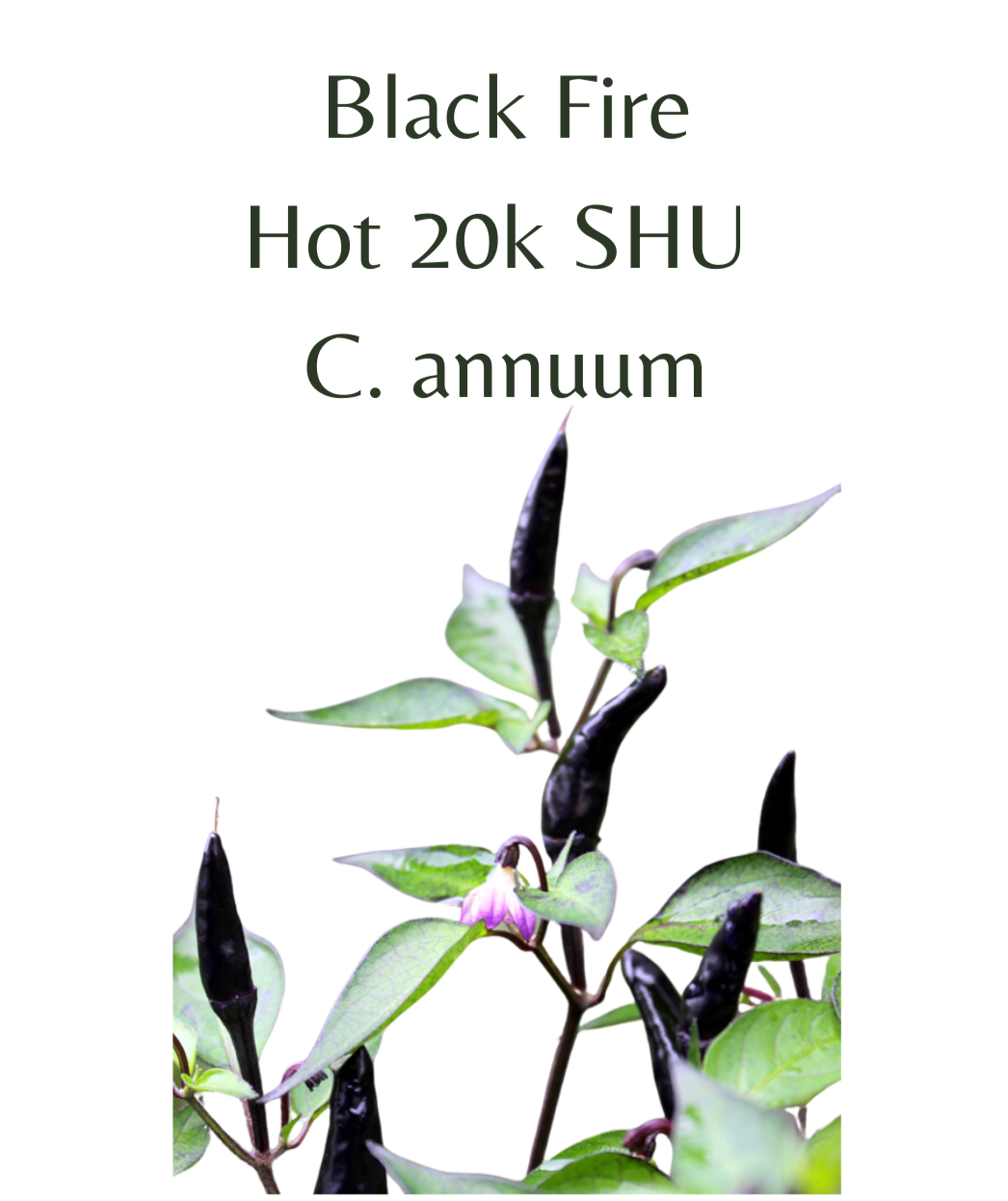 Black Fire Chilli Seeds (10 seeds) - Rasmussen Gardens