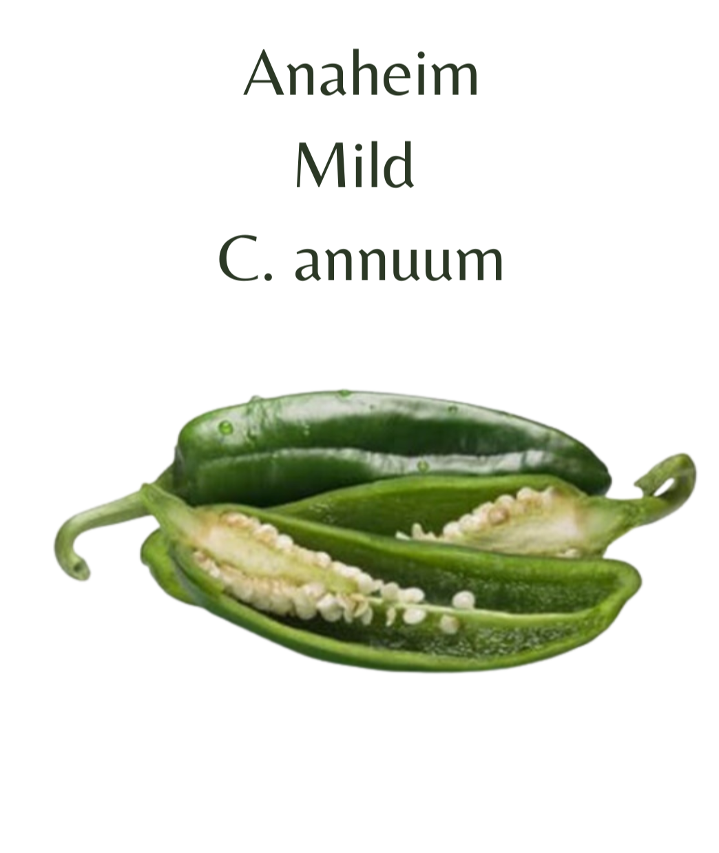Anaheim Chilli Seeds (10 seeds) - Rasmussen Gardens
